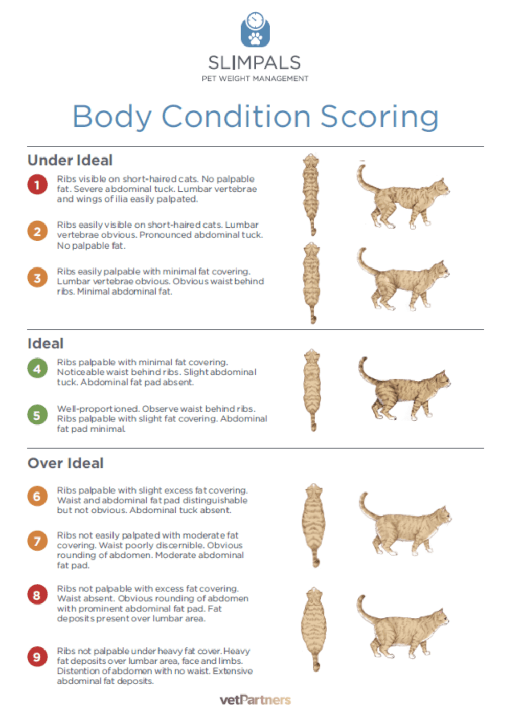 Body Condition Score Cat