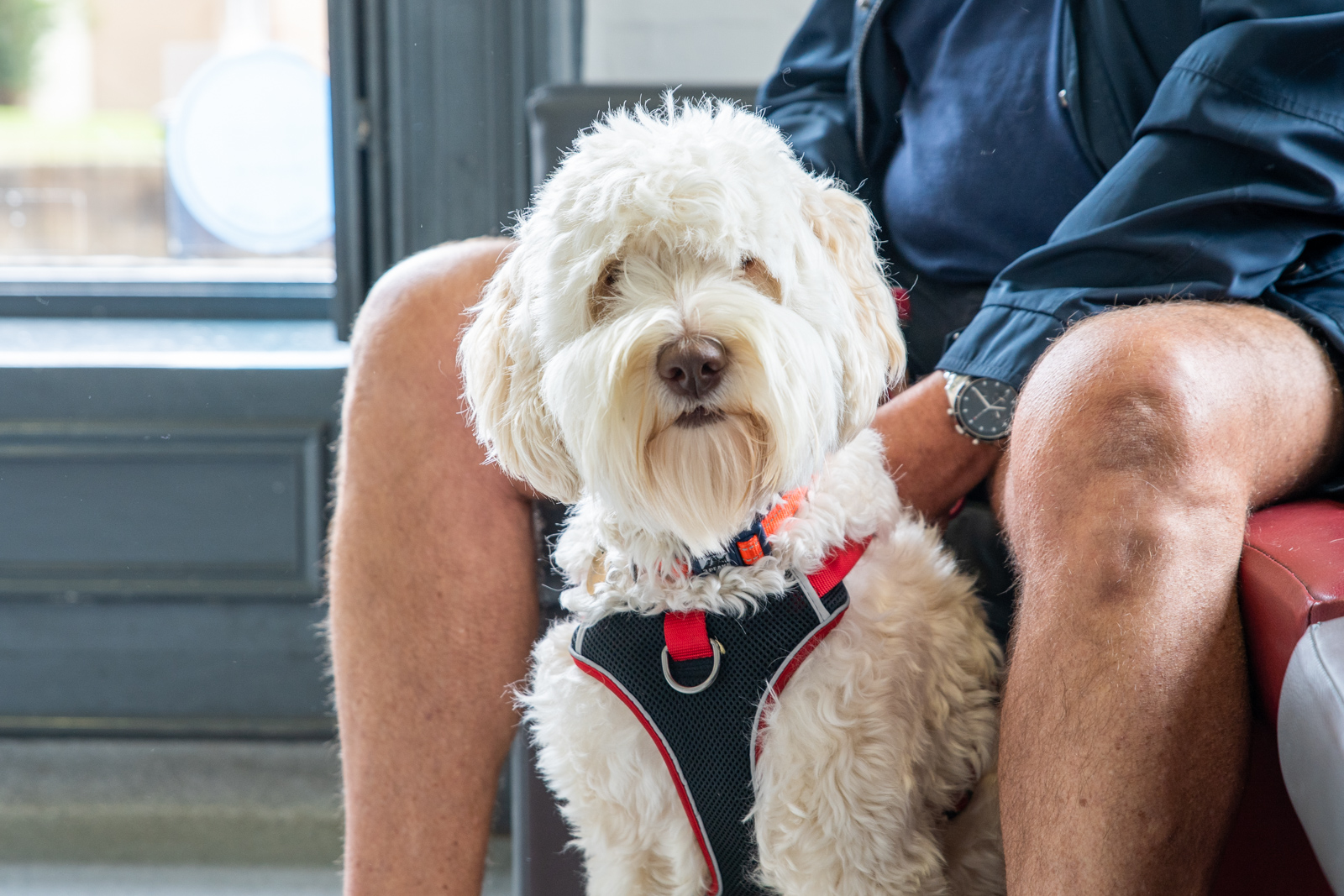 Order medication | Stanley House Vets