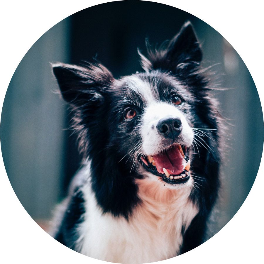 stanley-house-vets-pet-Lifetime-Care-Plan-health-plan-for-dogs
