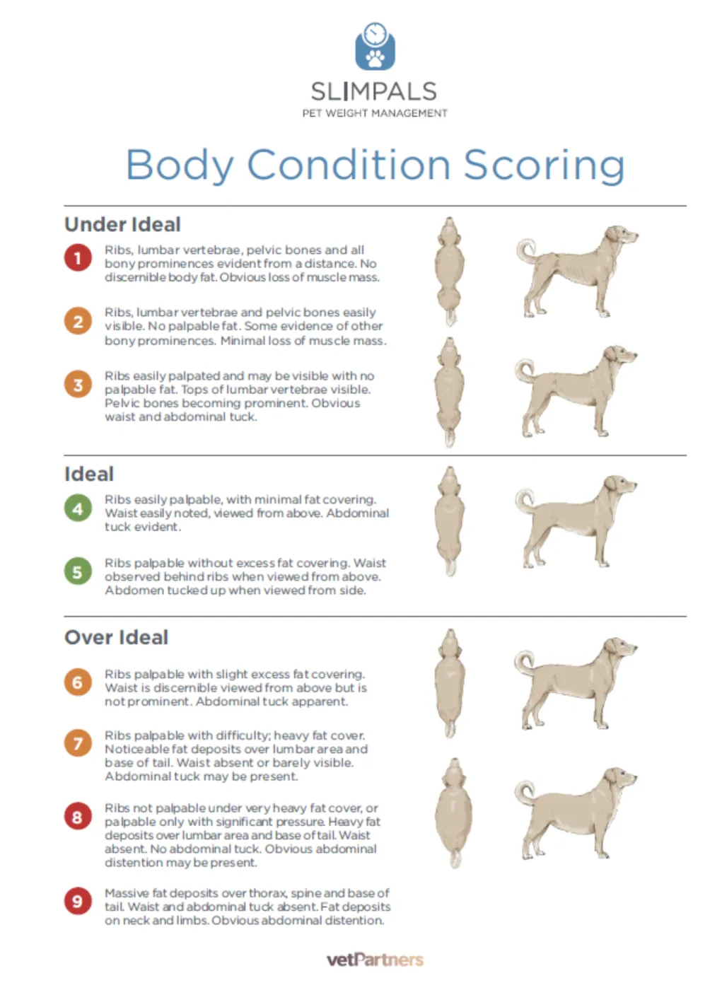 Body Condition Score Dog